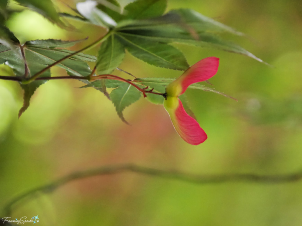 Winged Seed of Japanese Maple @FanningSparks