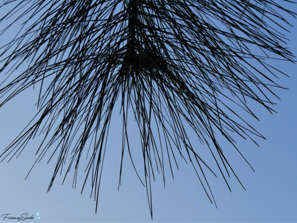 Pine Needles Against a Blue Sky   @FanningSparks