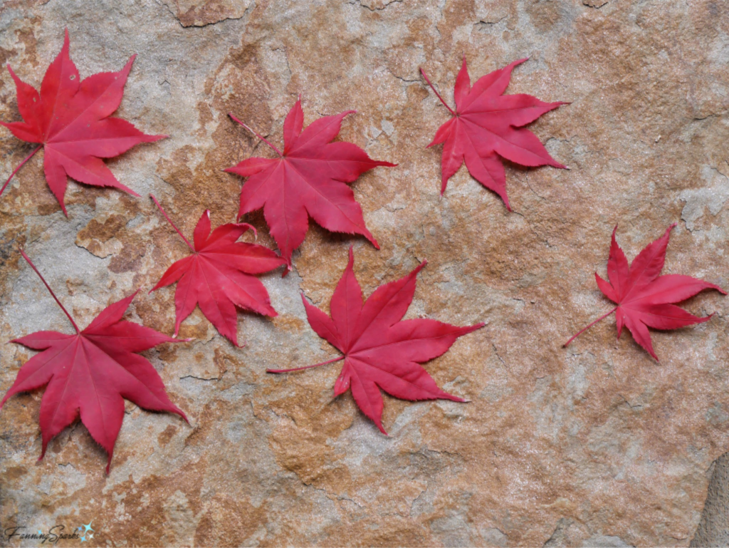 Autumn Leaves from Japanese Maple   @FanningSparks