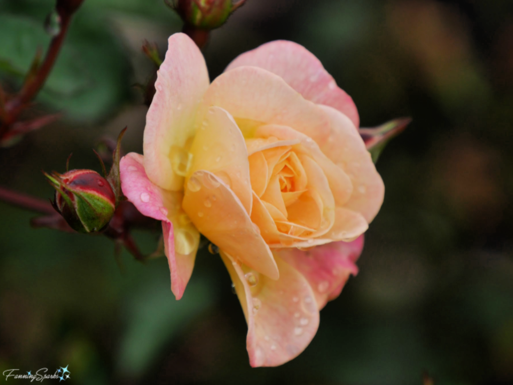 Rose in Bloom   @FanningSparks