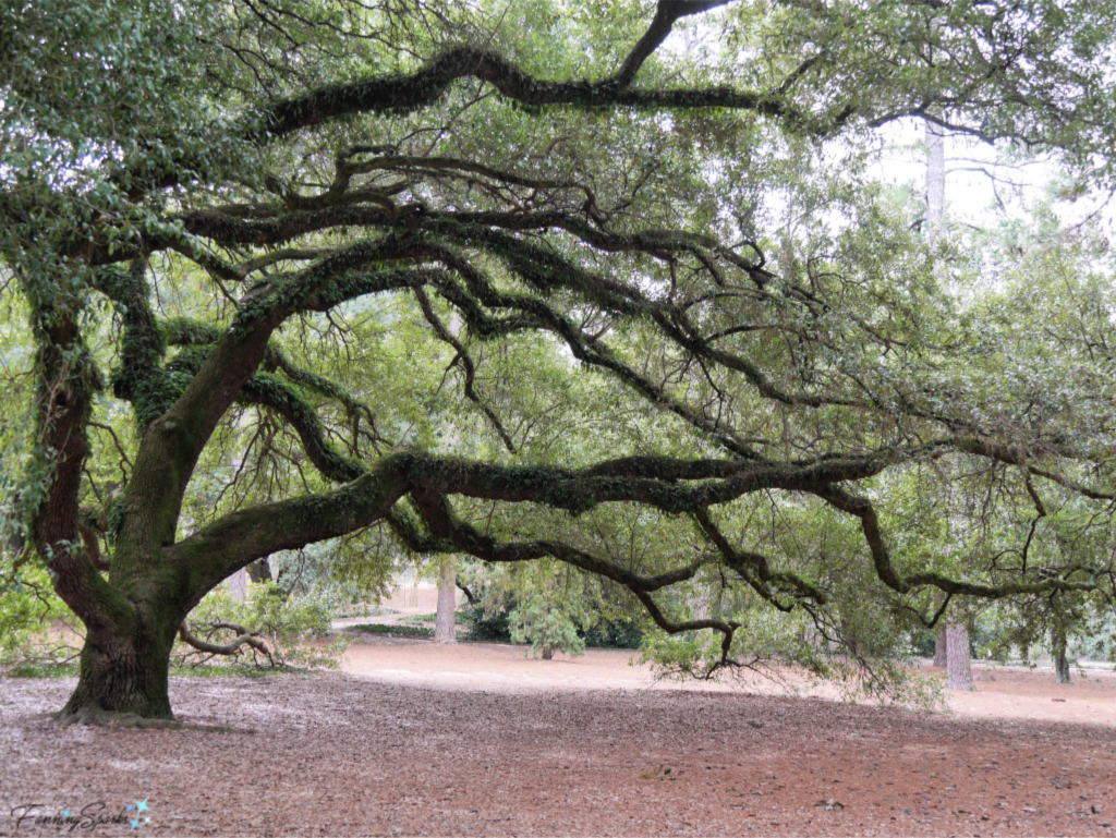 Southern Live Oak   @FanningSparks