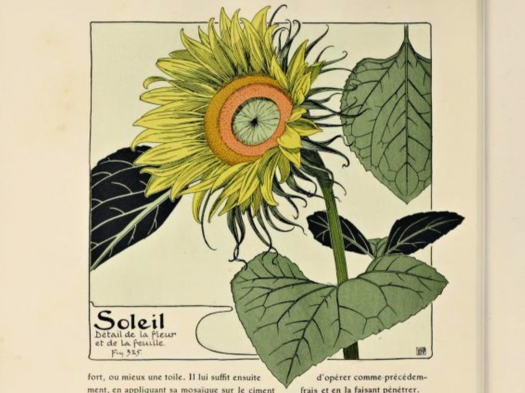 Sunflower Plant Study – Fig 325 from Etude de la Plante   @FanningSparks