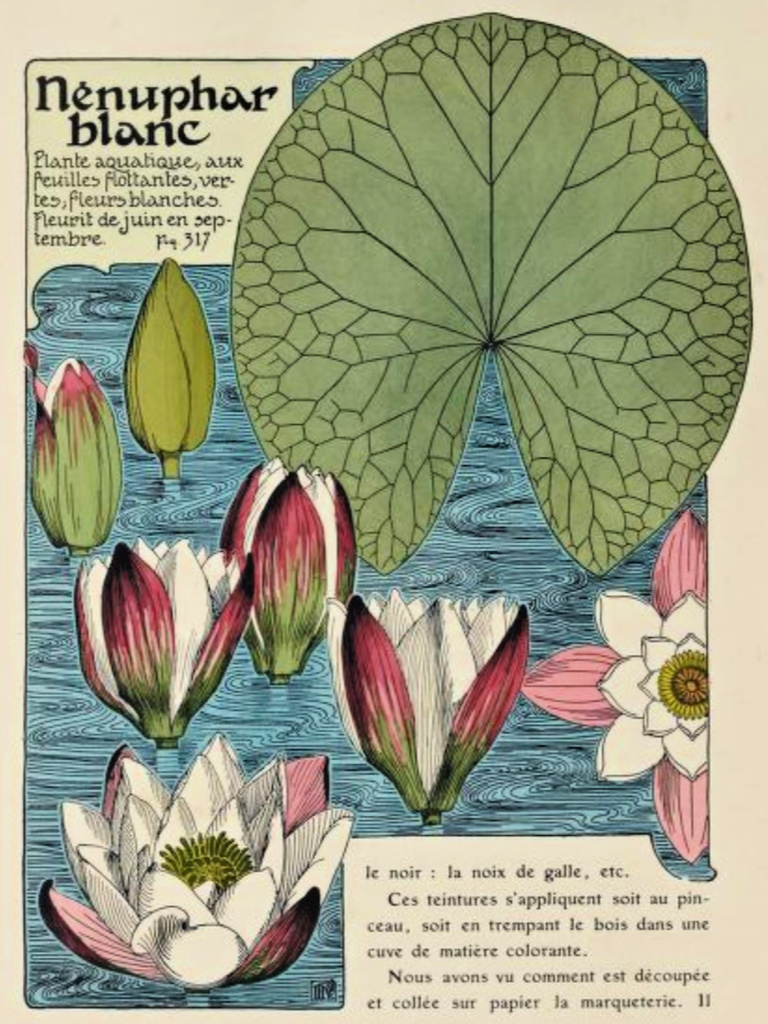 White Water Lily Plant Study – Fig 317 from Etude de la Plante    @FanningSparks