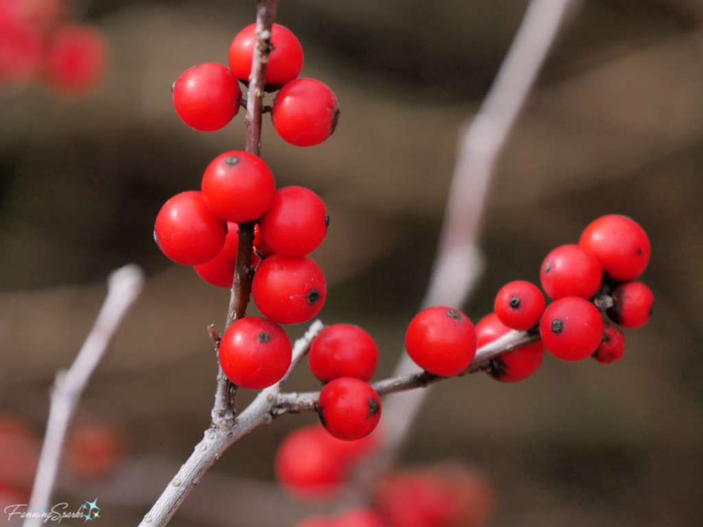 Berries on Winterberry Holly   @FanningSparks