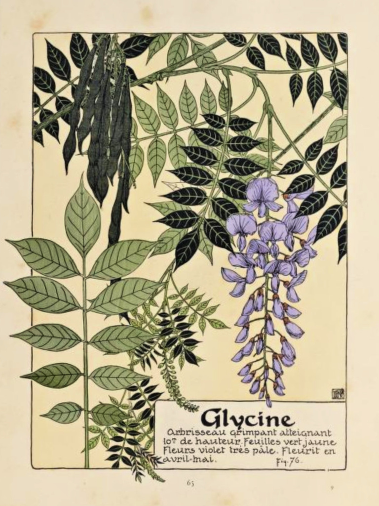 Glycine Wisteria Print by Maurice Pillard Verneuil