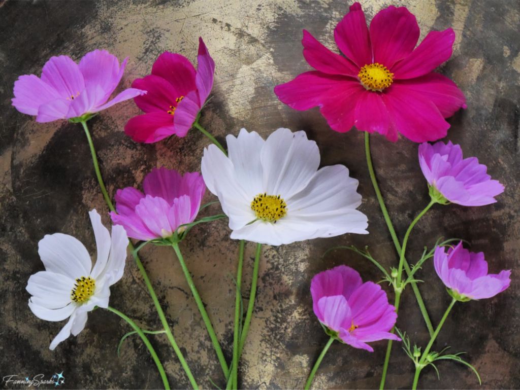 Cosmos from my Cutting Garden   @FanningSparks