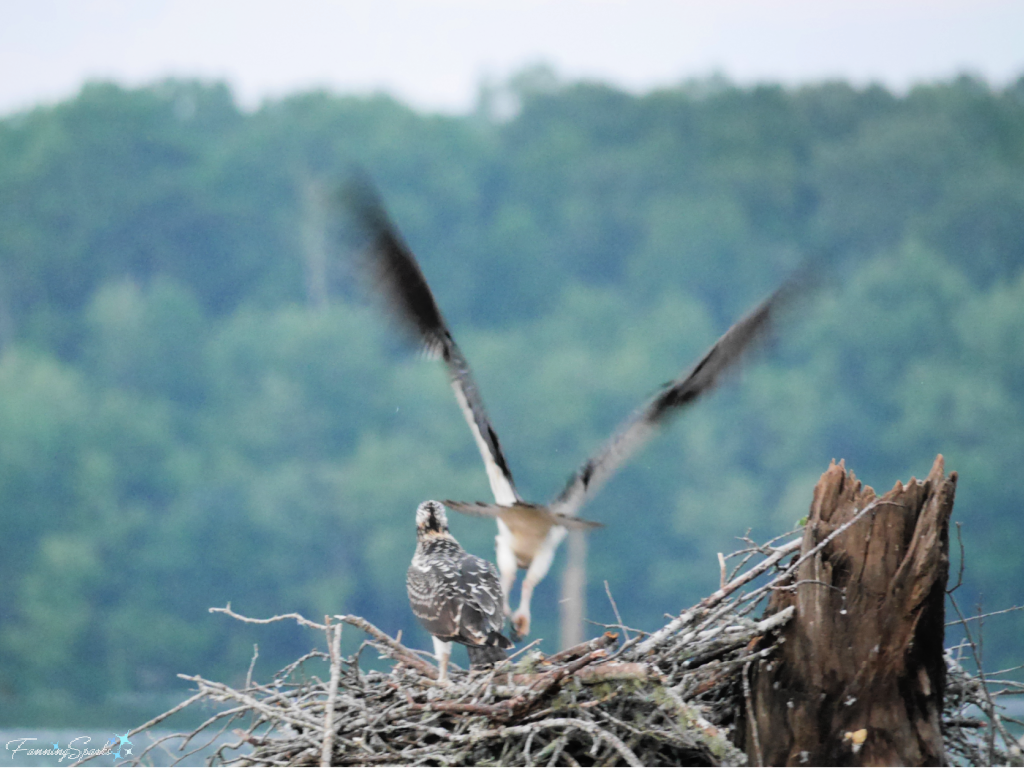 Missed Shot - Adult Osprey Flying Away from Nest   @FanningSparks