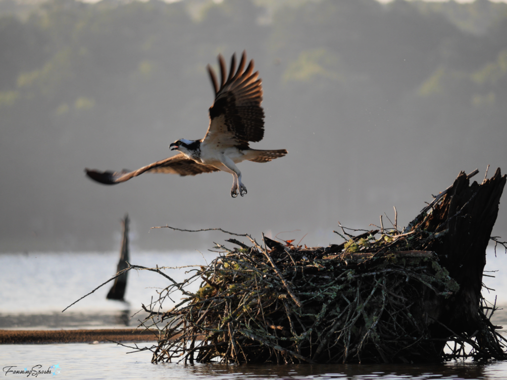 Adult Osprey Flying Away from Nest on Lake Oconee   @FanningSparks