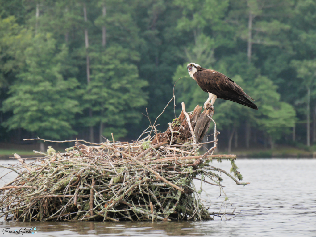 Adult Osprey Sitting on Edge of Nest on Lake Oconee   @FanningSparks