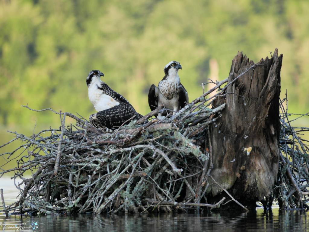 Adult and Juvenile Osprey Looking Right on Lake Oconee   @FanningSparks