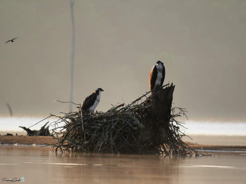 Adult and Juvenile Osprey Opposite Sides of Nest on Lake Oconee   @FanningSparks