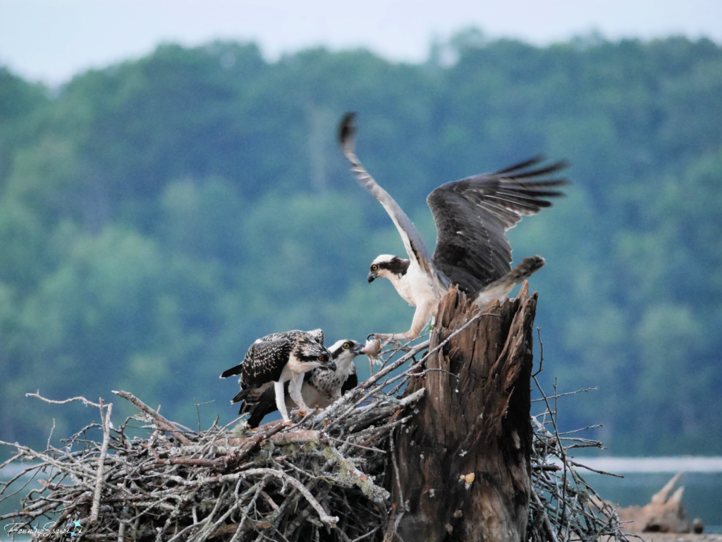 Adult Male Osprey Feeds Fish to Female and Juvenile   @FanningSparks
