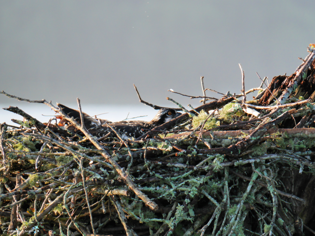 Juvenile Osprey Hiding in Nest on Lake Oconee   @FanningSparks