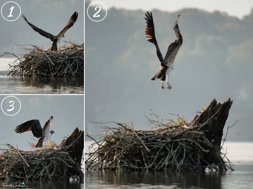 Juvenile Osprey Learning to Fly on Lake Oconee   @FanningSparks