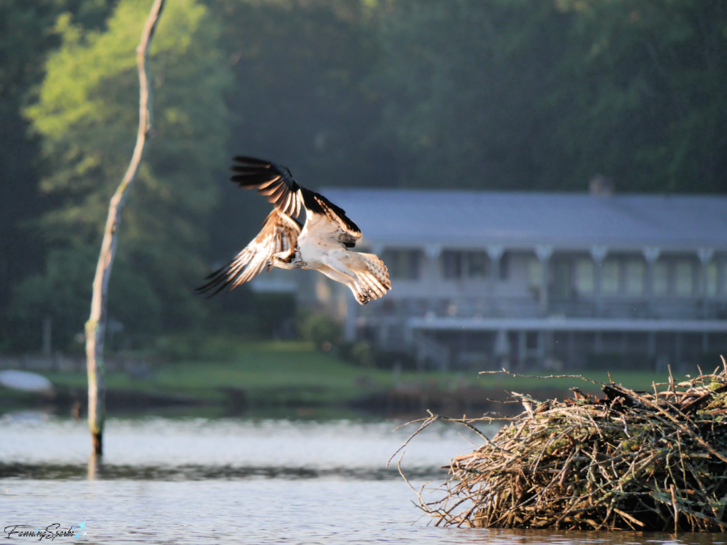 Missed Shot – Osprey Flying with House in Background   @FanningSparks