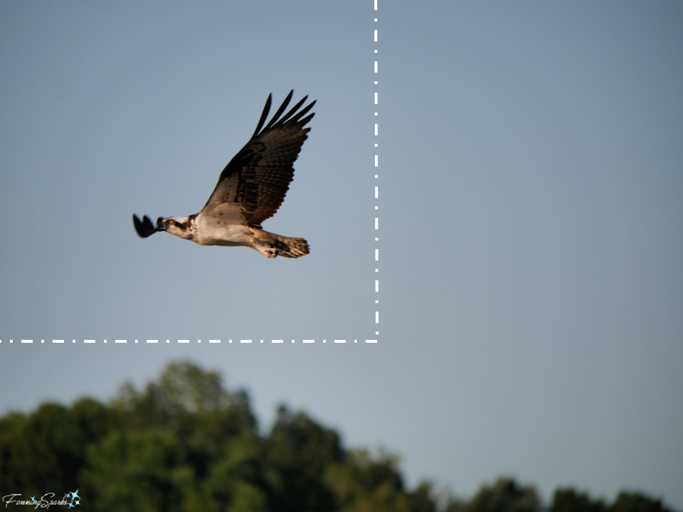 Missed Shot – Placing Flying Osprey in Frame   @FanningSparks