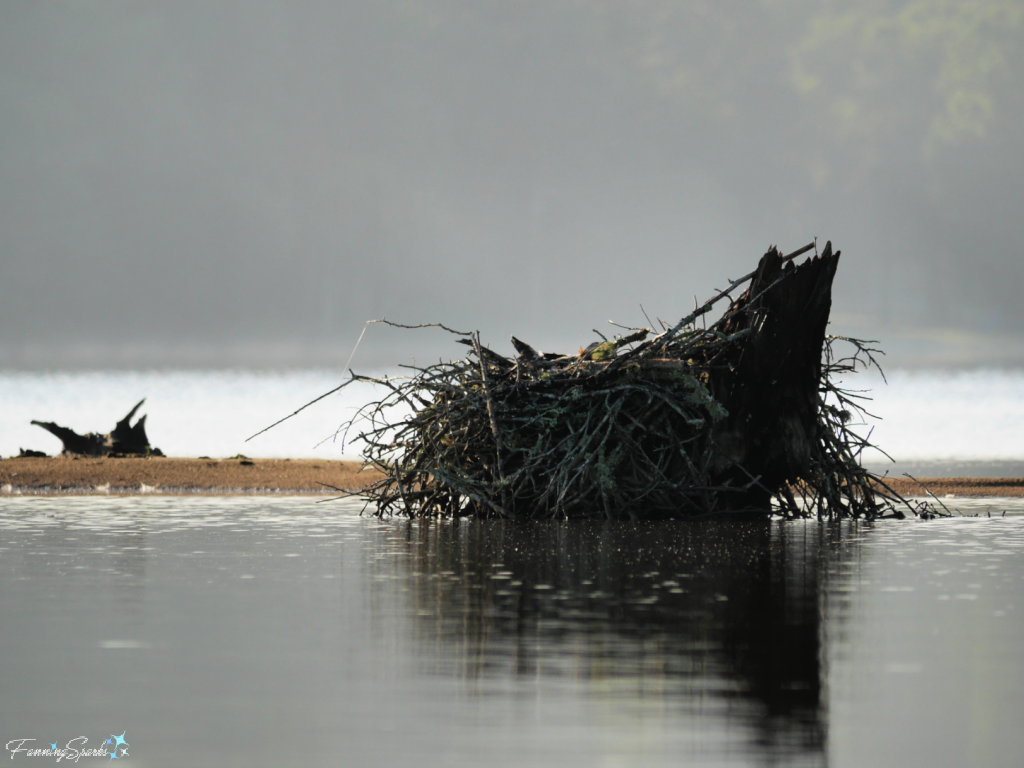 Osprey Nest in Morning Light on Lake Oconee   @FanningSparks