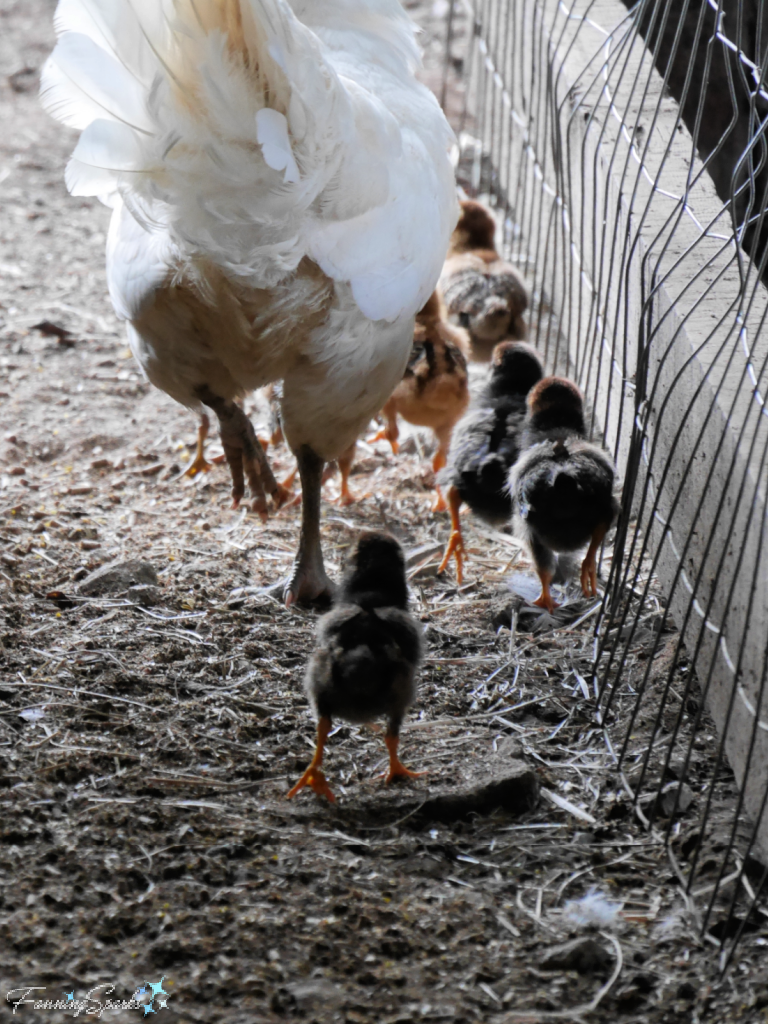 DeKalb Amberlinks Hen with Chicks Leaving @FanningSparks