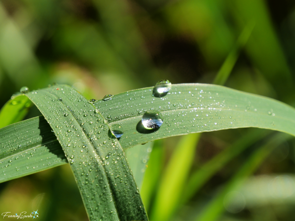 Dewdrops on Grass Blades   @FanningSparks