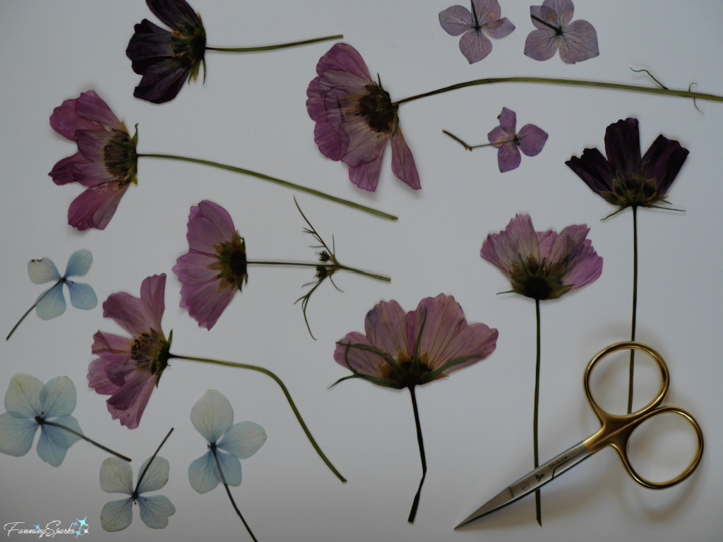 Pressed Cosmos and Hydrangea Blooms   @FanningSparks