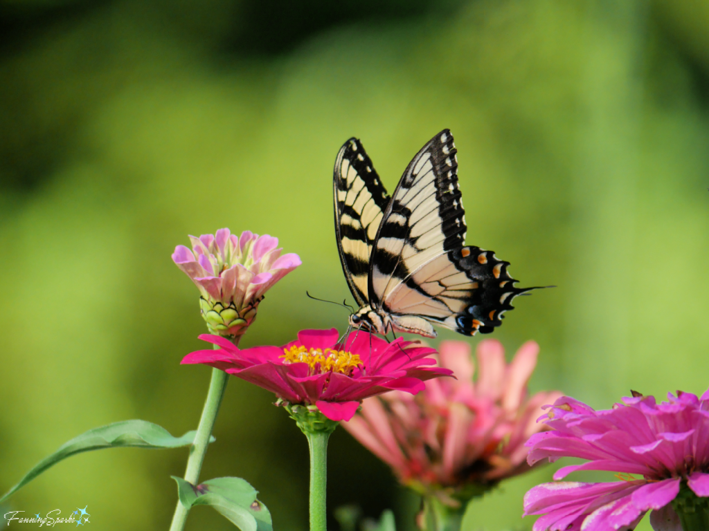 Eastern Tiger Swallowtail on Red Zinnia   @FanningSparks