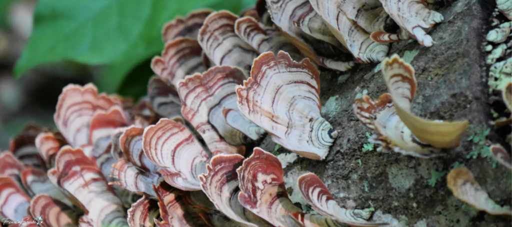 False Turkey-Tail Fungi on Fallen Tree fea @FanningSparks