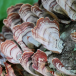 False Turkey-Tail Fungi on Fallen Tree fea @FanningSparks