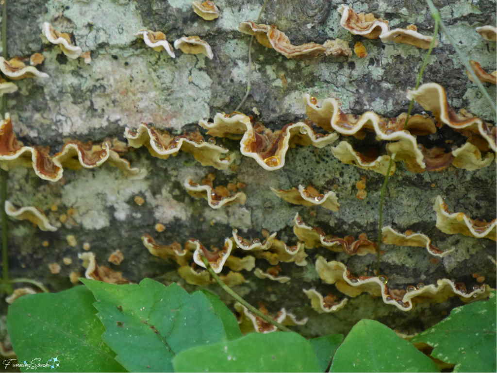 Crowded Parchment Fungi on Fallen Tree   @FanningSparks