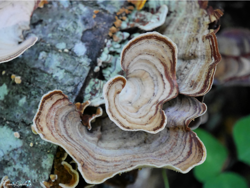 False Turkey-Tail Fungi on Fallen Tree 4   @FanningSparks