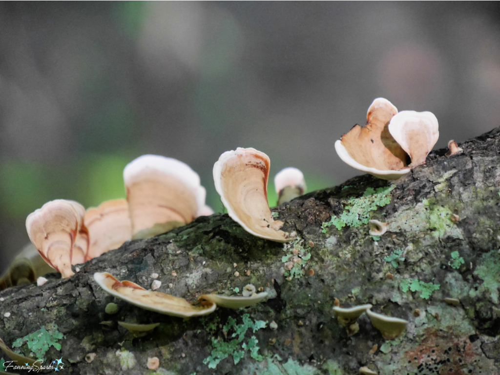 False Turkey-Tail Fungi on Fallen Tree 2   @FanningSparks