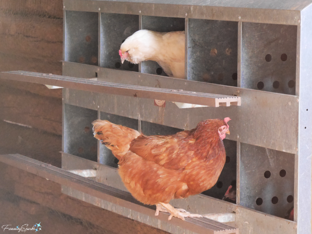 Golden Comet Hens Check Nesting Boxes   @FanningSparks