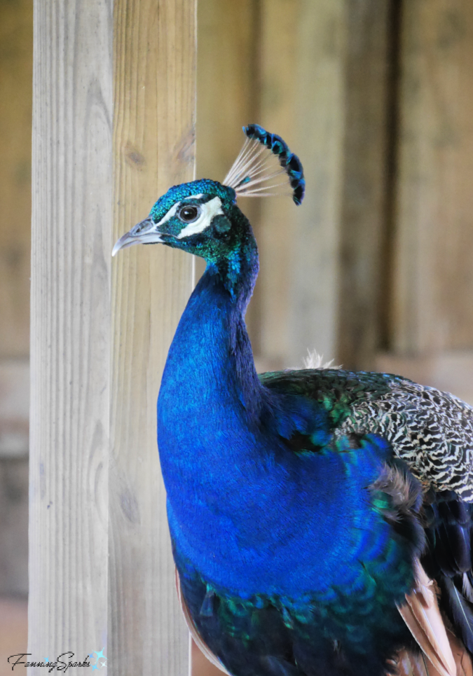 Handsome Indian Peacock   @FanningSparks