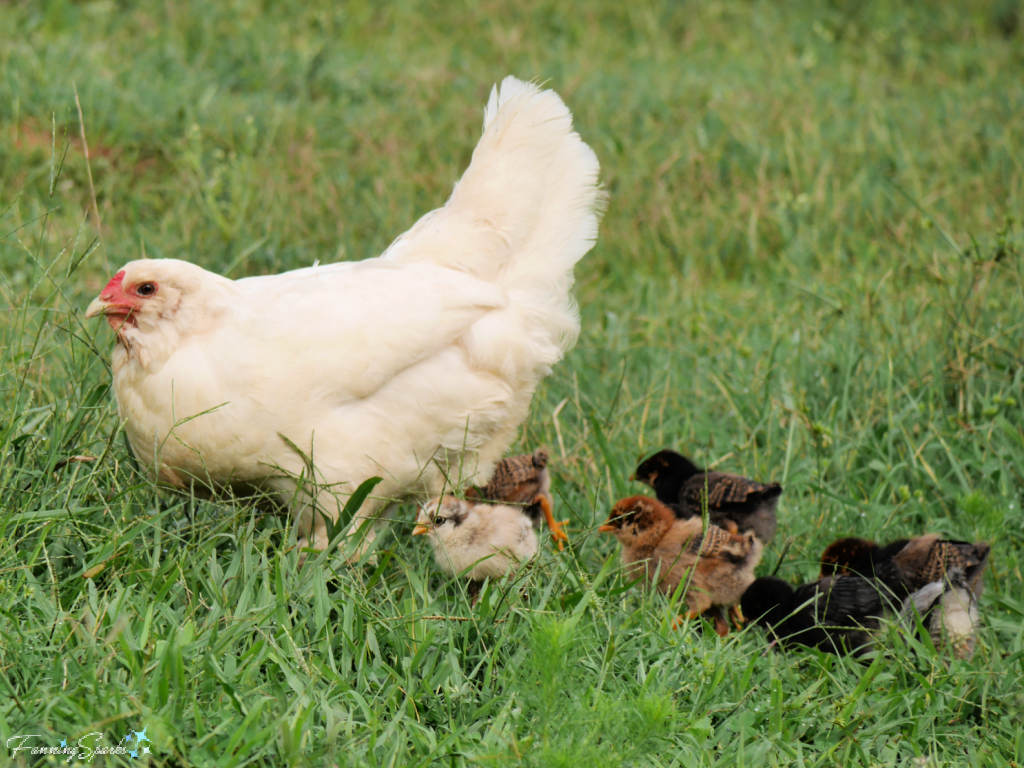 DeKalb Amberlinks Hen with Chicks @FanningSparks