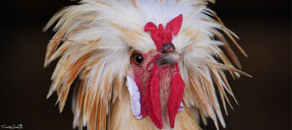 Polish Rooster Closeup @FanningSparks