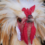 Polish Rooster Closeup @FanningSparks