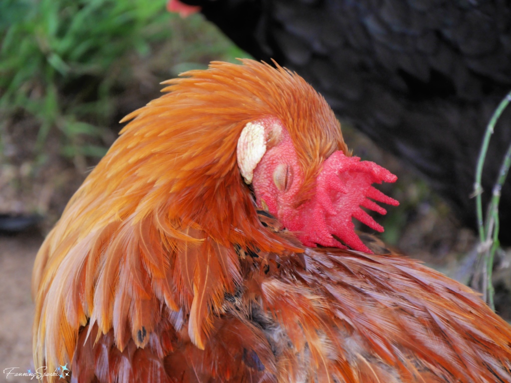 Rhone Island Red Rooster Preening   @FanningSparks
