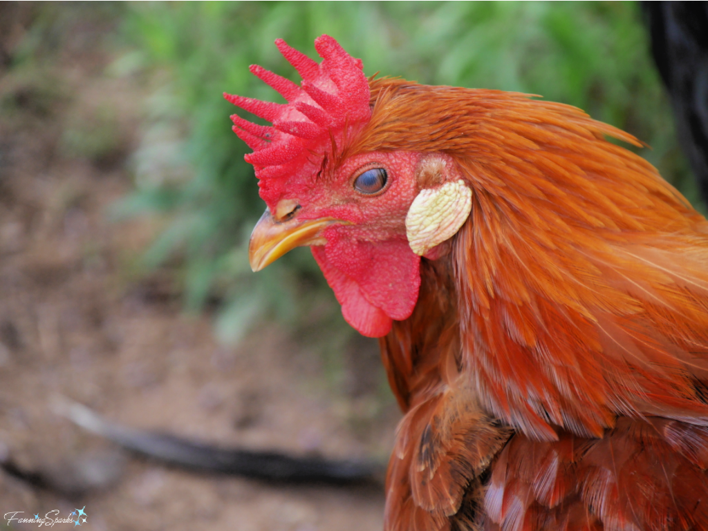 Rhode Island Red Rooster Closeup   @FanningSparks