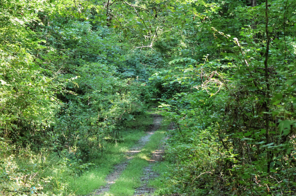 River Trail through the Forest   @FanningSparks