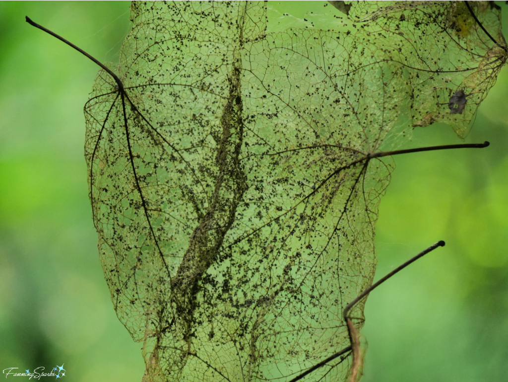 Skeletonized Leaves   @FanningSparks