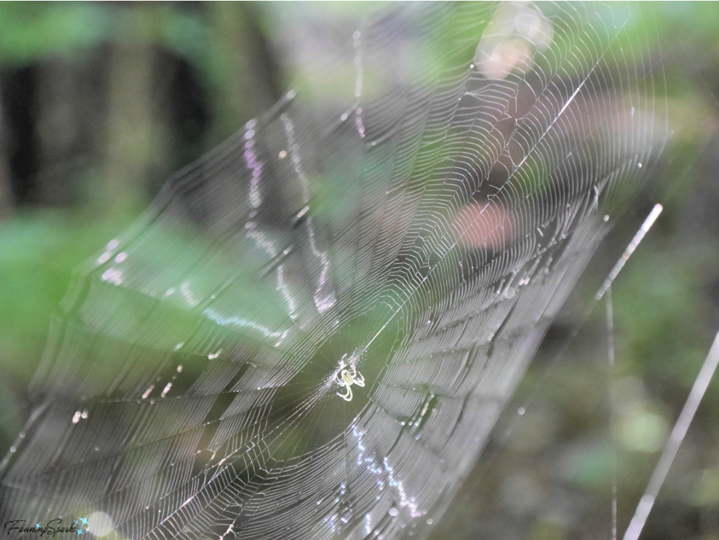 Sunlit Spider on Web   @FanningSparks