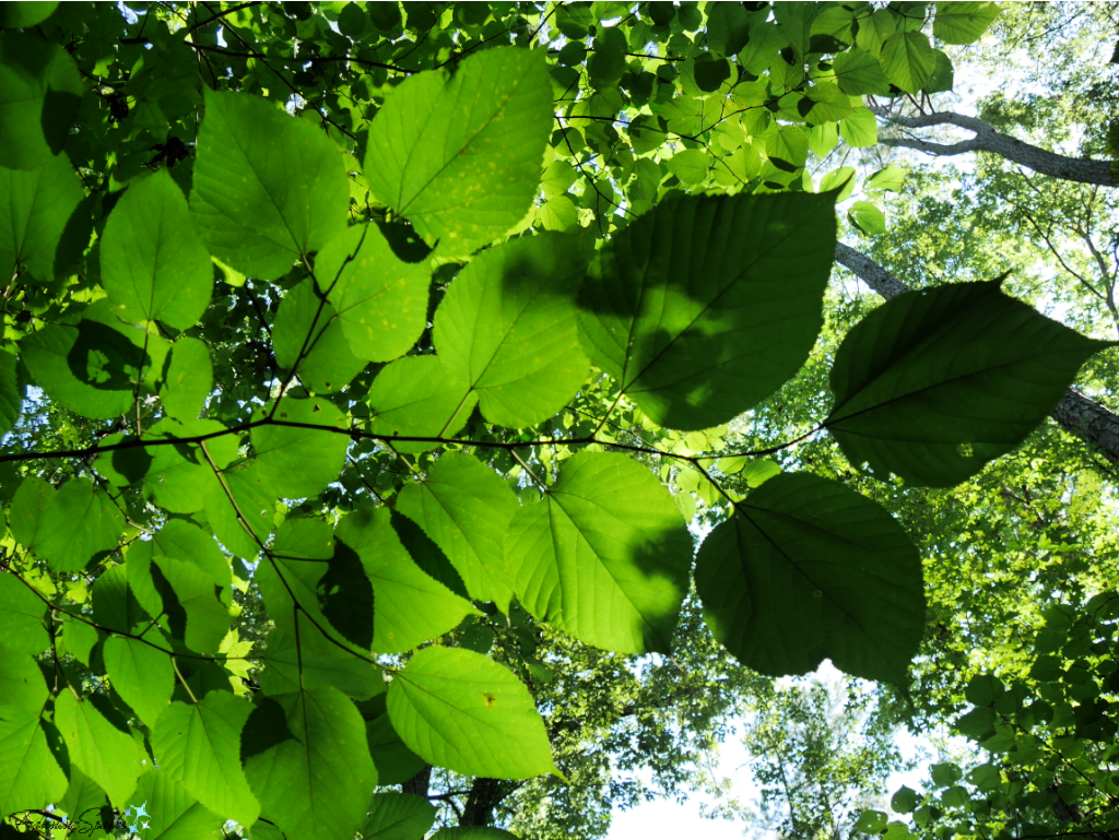 Sunlit Leaves Overhead @FanningSparks