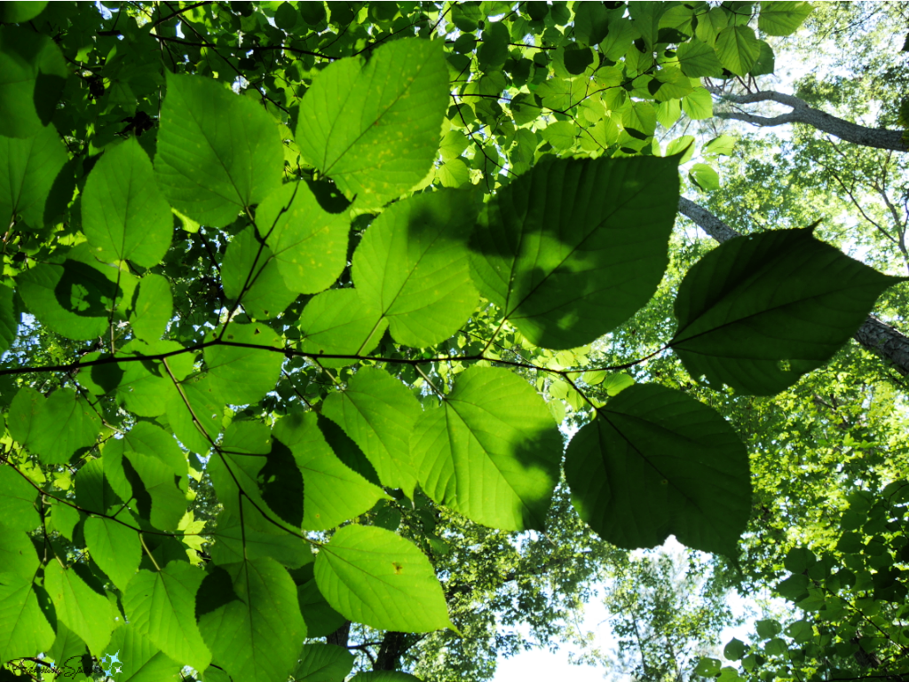 Sunlit Leaves Overhead   @FanningSparks