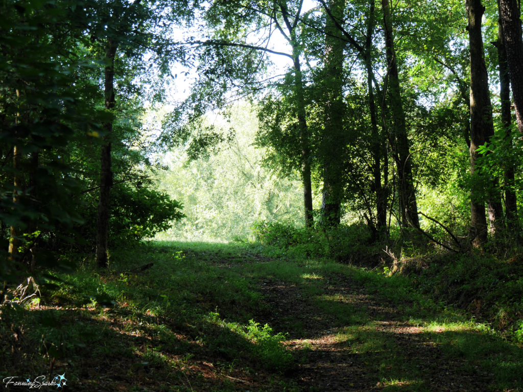 Sunlit Meadow Ahead on River Trail   @FanningSparks