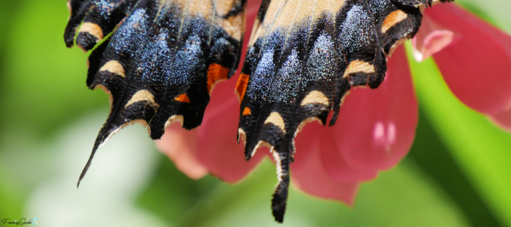 Closeup of Eastern Tiger Swallowtail Butterfly @FanningSparks
