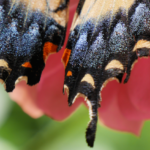 Closeup of Eastern Tiger Swallowtail Butterfly @FanningSparks