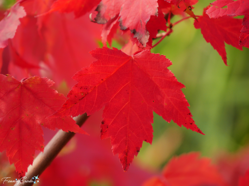 Red Maple Leaves Backlit by Sunshine   @FanningSparks