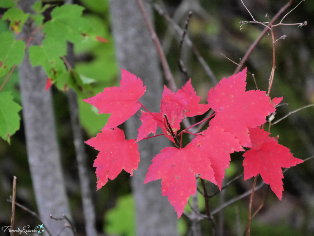 Cluster of Red Maple Leaves   @FanningSparks