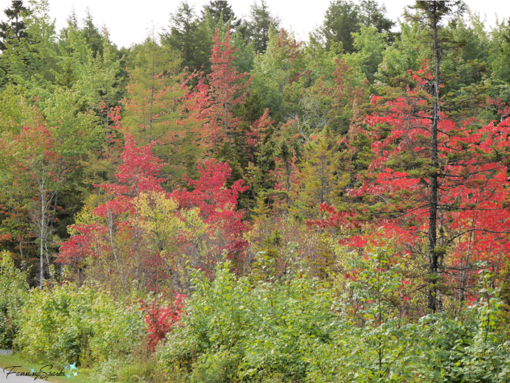 Autumn Leaves Along the Road in Nova Scotia @FanningSparks