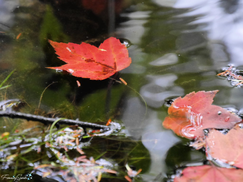 Falling Leaves and Floating Boats – FanningSparks