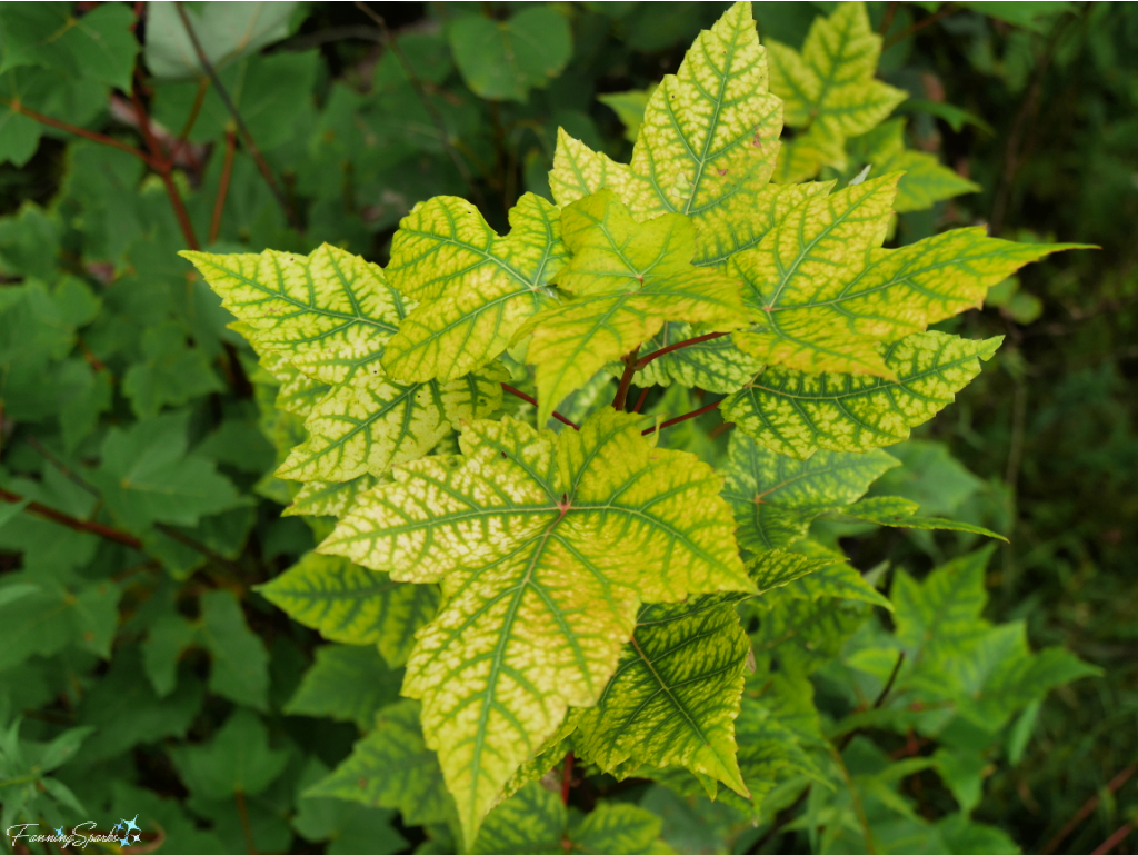 Green-Veined Yellow Leaves   @FanningSparks